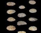 Lot: Fossil Seed Cones (Or Aggregate Fruits) - Pieces #148849-1